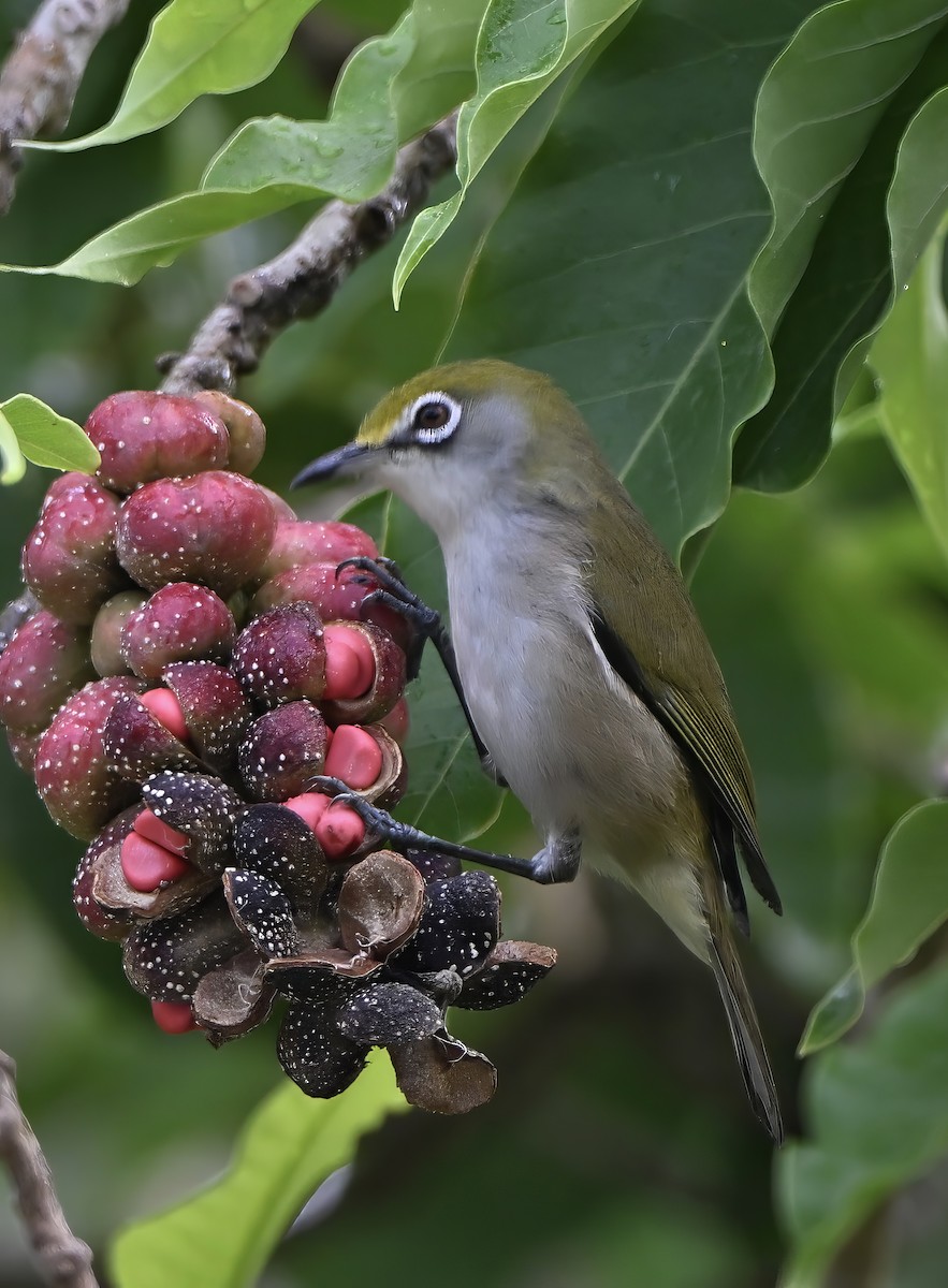 Christmas Island White-eye - ML645968241
