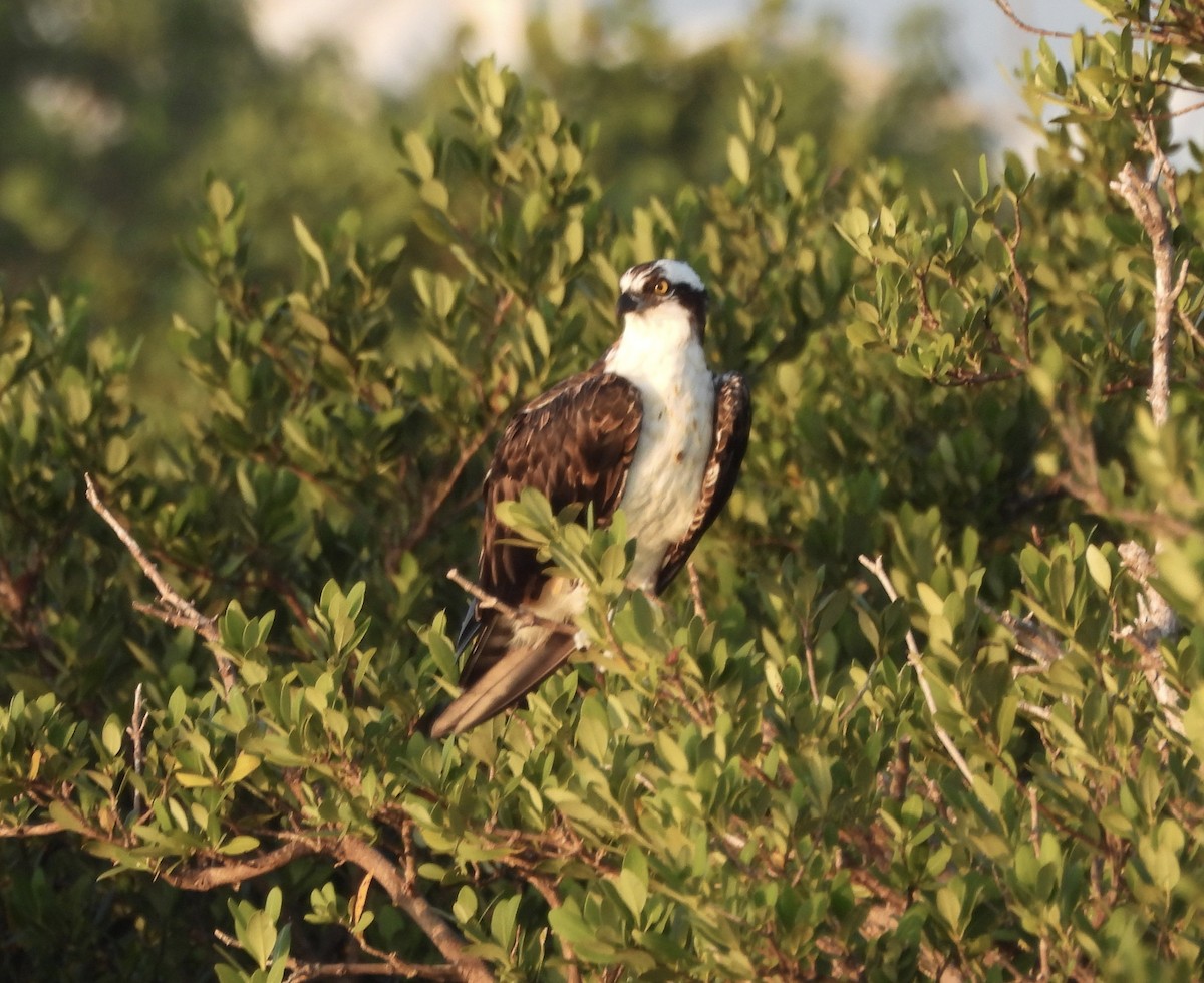 Osprey - ML645968242
