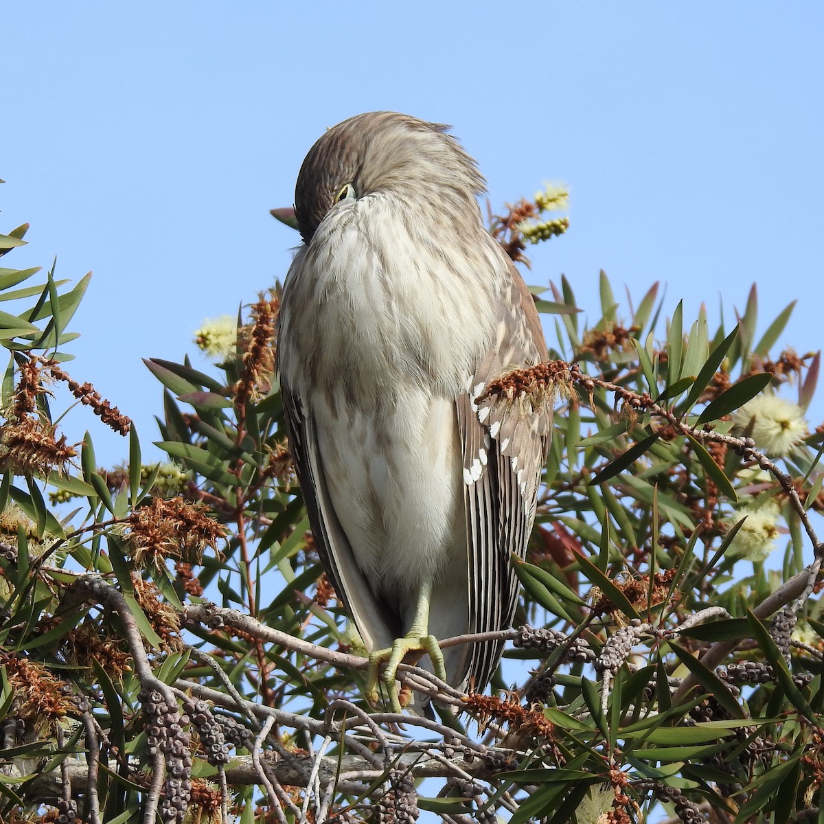 Black-crowned Night Heron - ML645968243