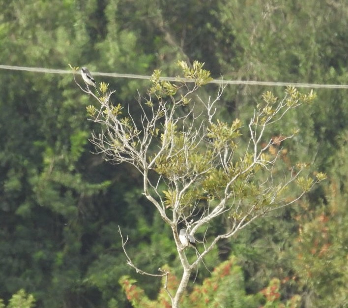 Loggerhead Shrike - ML645968244