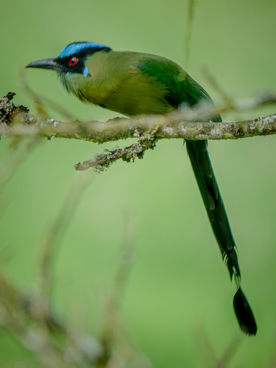 Andean Motmot - ML645968245