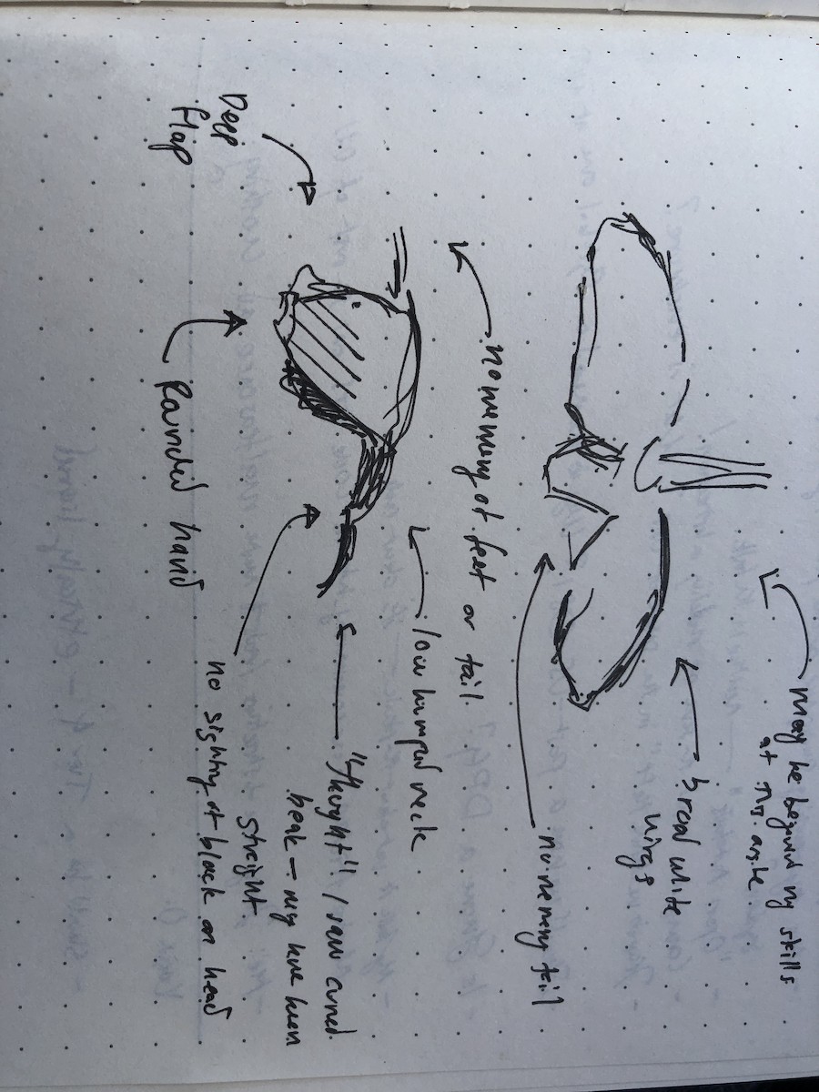 Royal Spoonbill - ML645968249