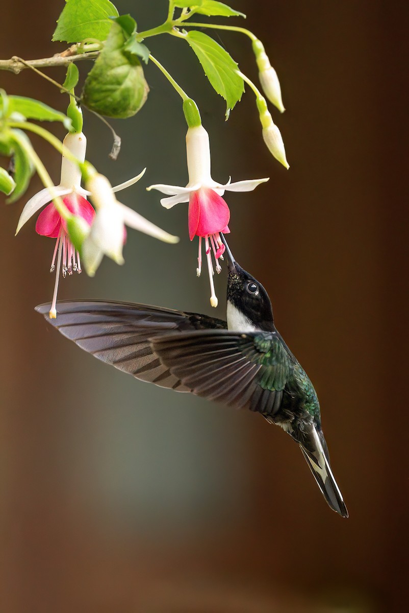 Collared Inca - ML645968250