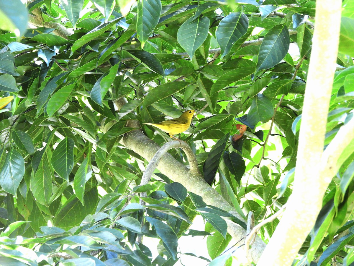 Northern Yellow Warbler - ML645968251