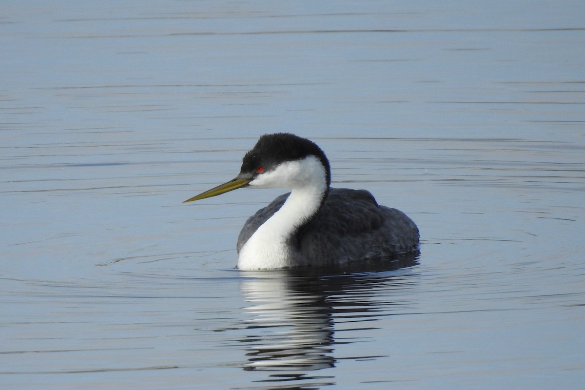 Western Grebe - ML645968252