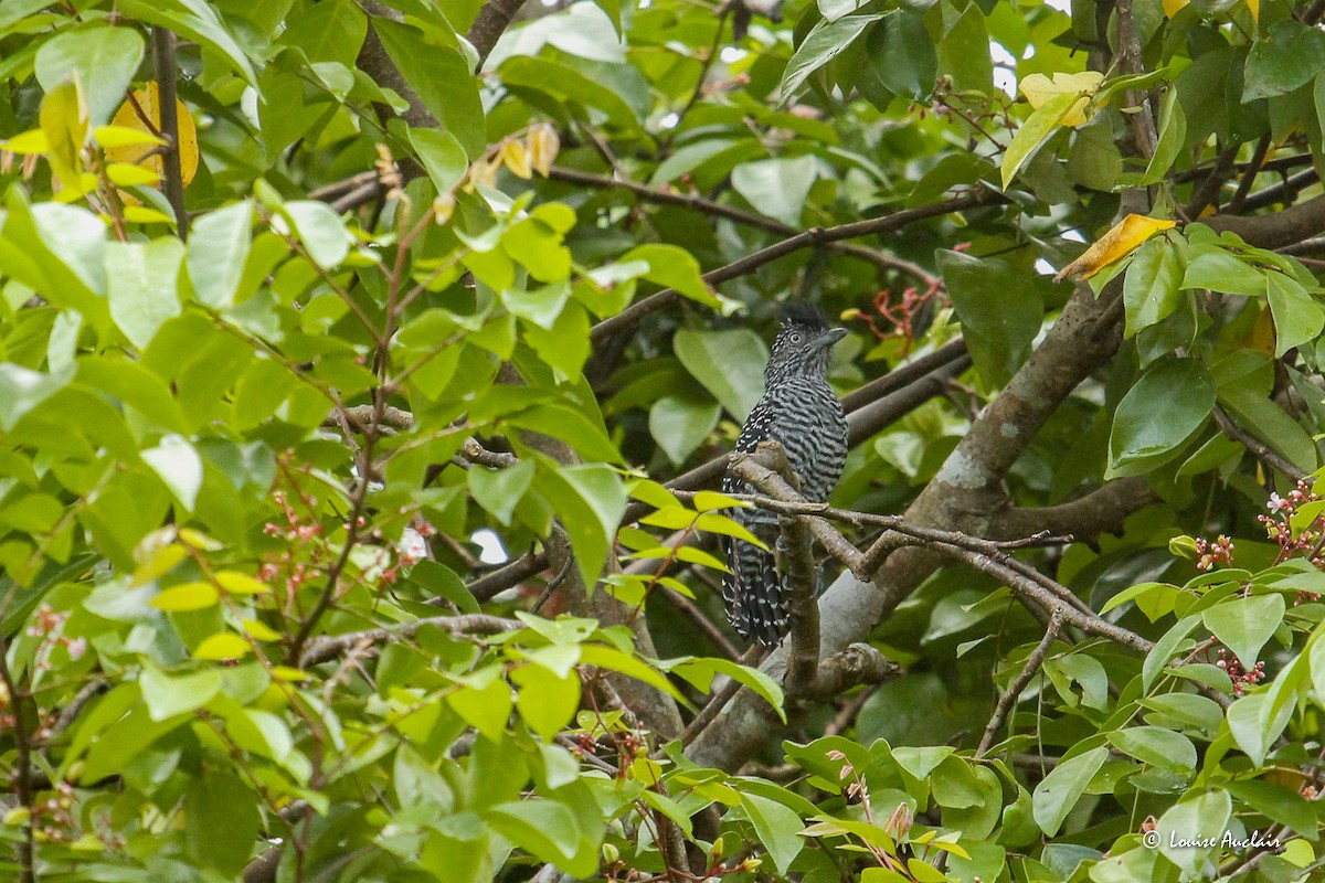 Barred Antshrike - ML645968254