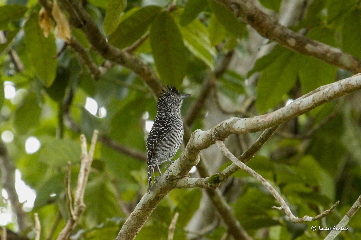 Barred Antshrike - ML645968255