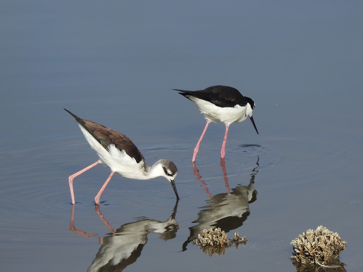 Black-necked Stilt - ML645968256