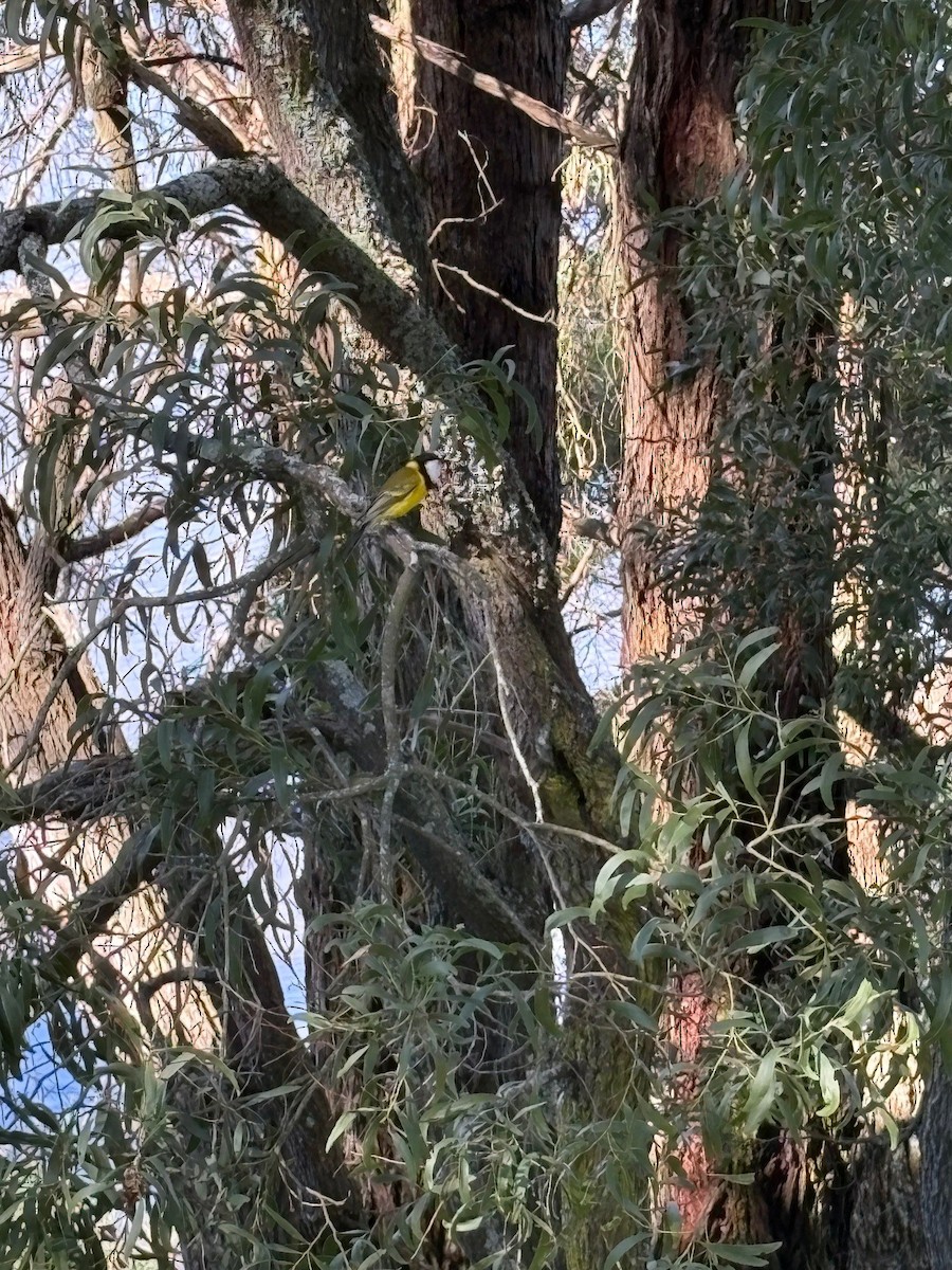 Golden Whistler (Eastern) - ML645968257