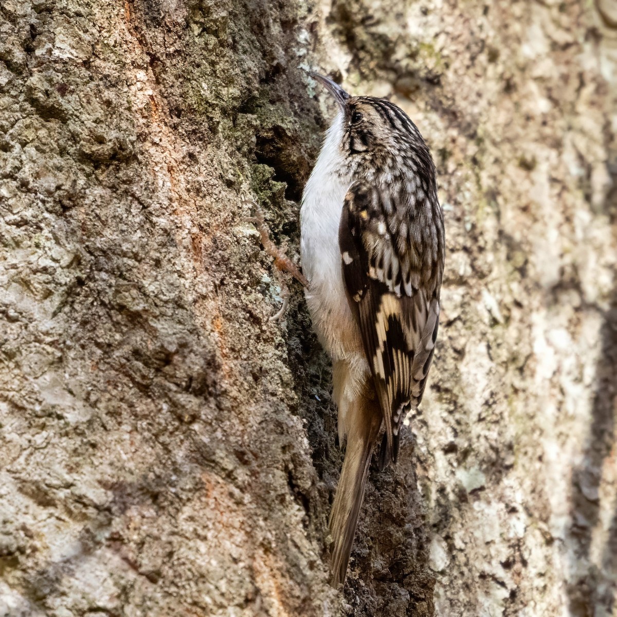 Brown Creeper - ML645968260