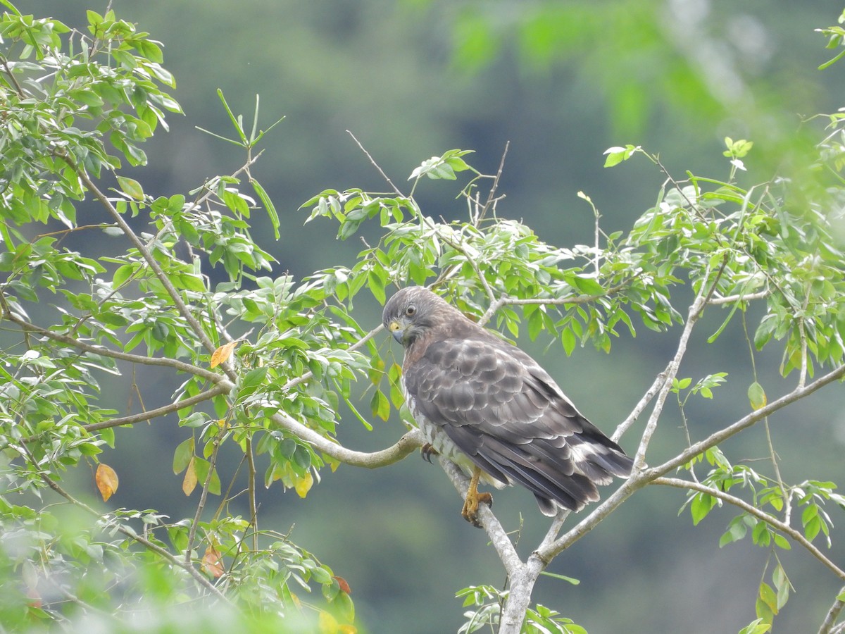Broad-winged Hawk - ML645968262