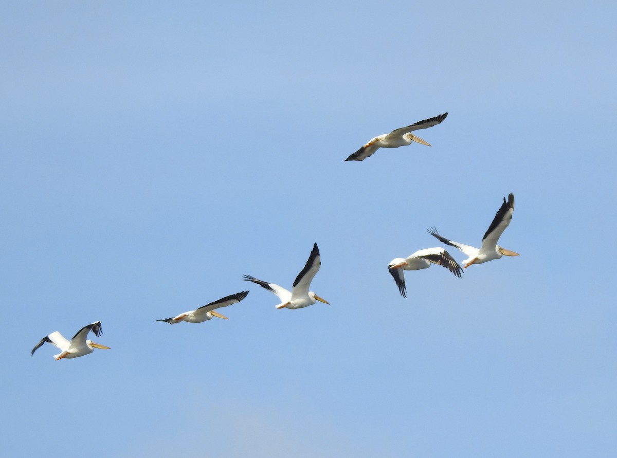 American White Pelican - ML645968263