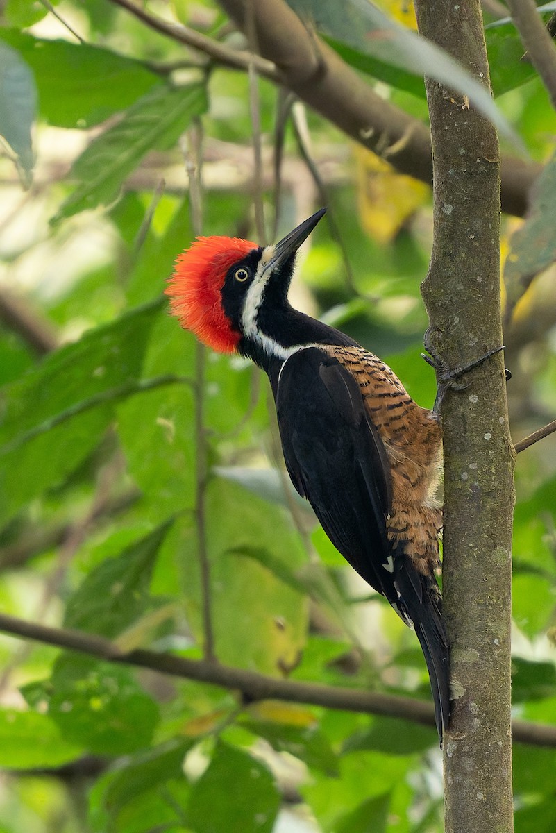 Powerful Woodpecker - ML645968265
