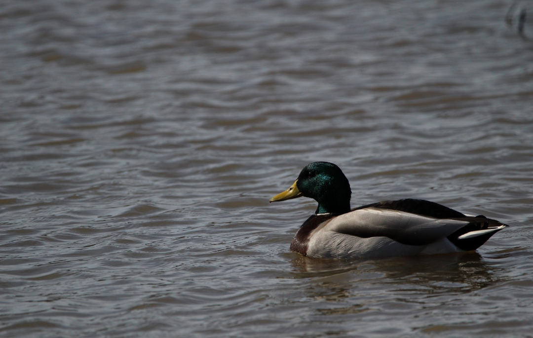 マガモ - ML645968273