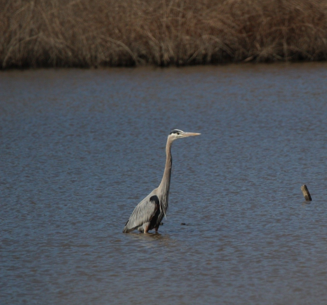 オオアオサギ - ML645968274