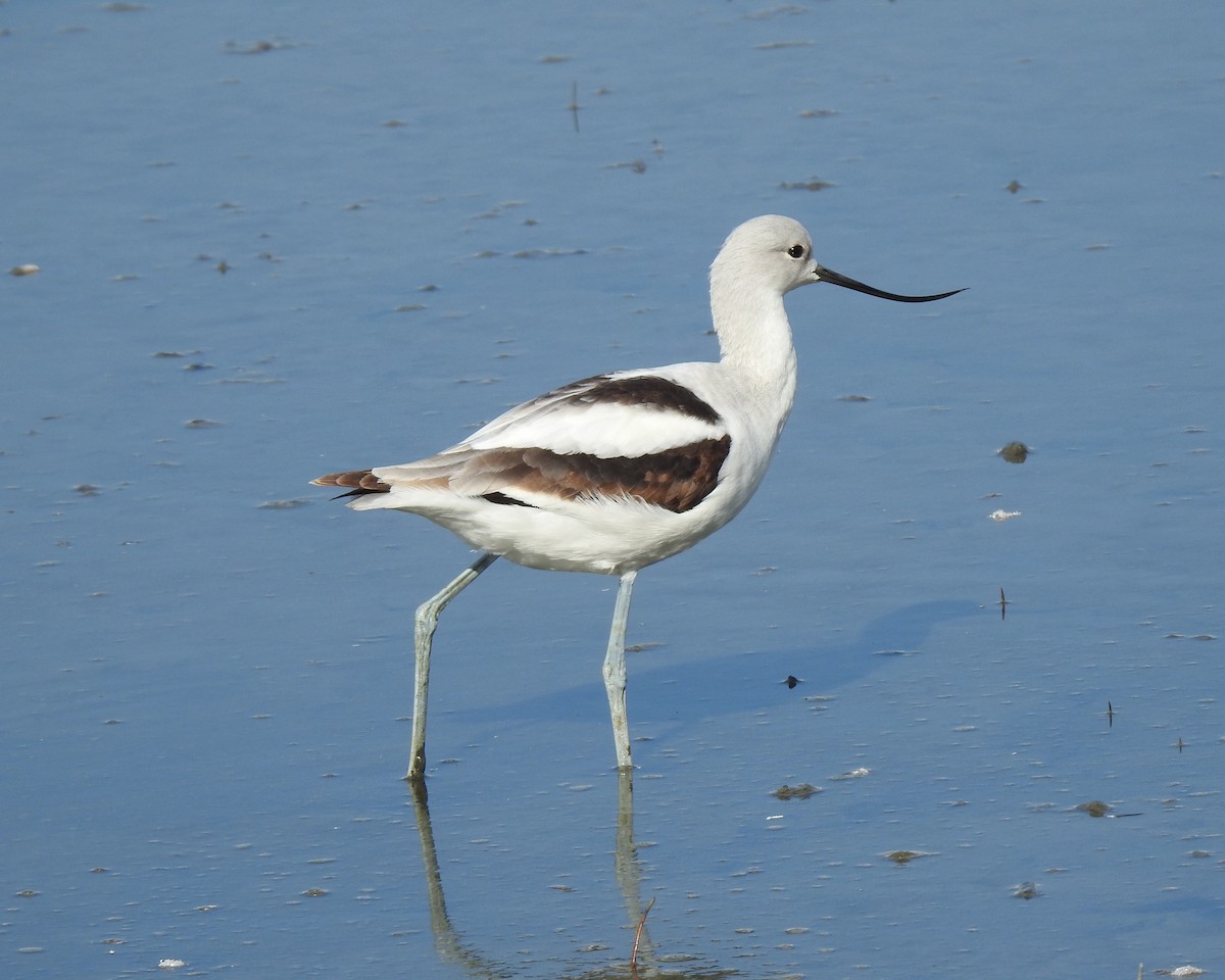 American Avocet - ML645968275