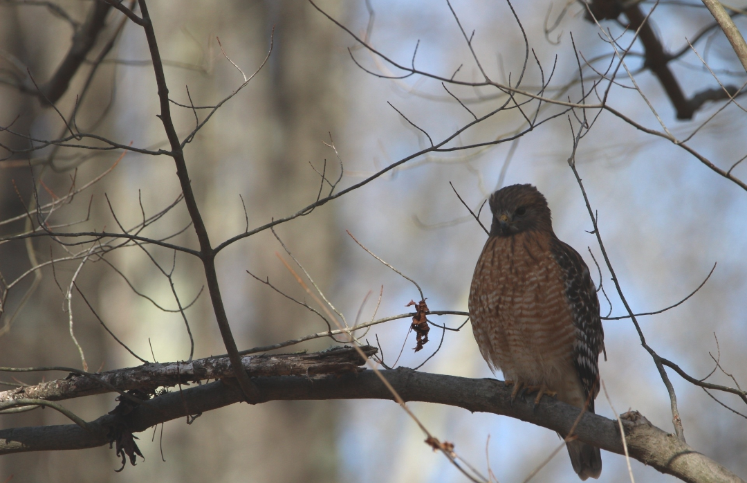 カタアカノスリ - ML645968279