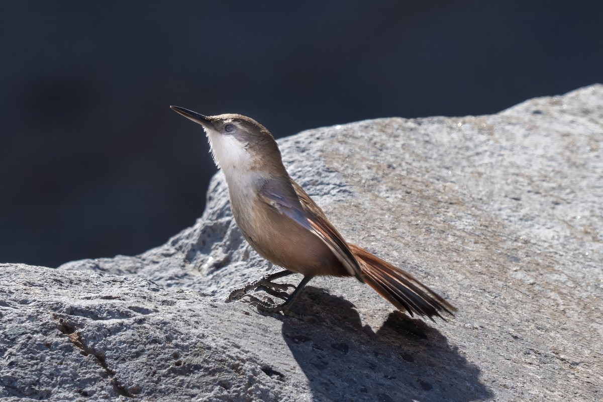 Crag Chilia - ML645968280