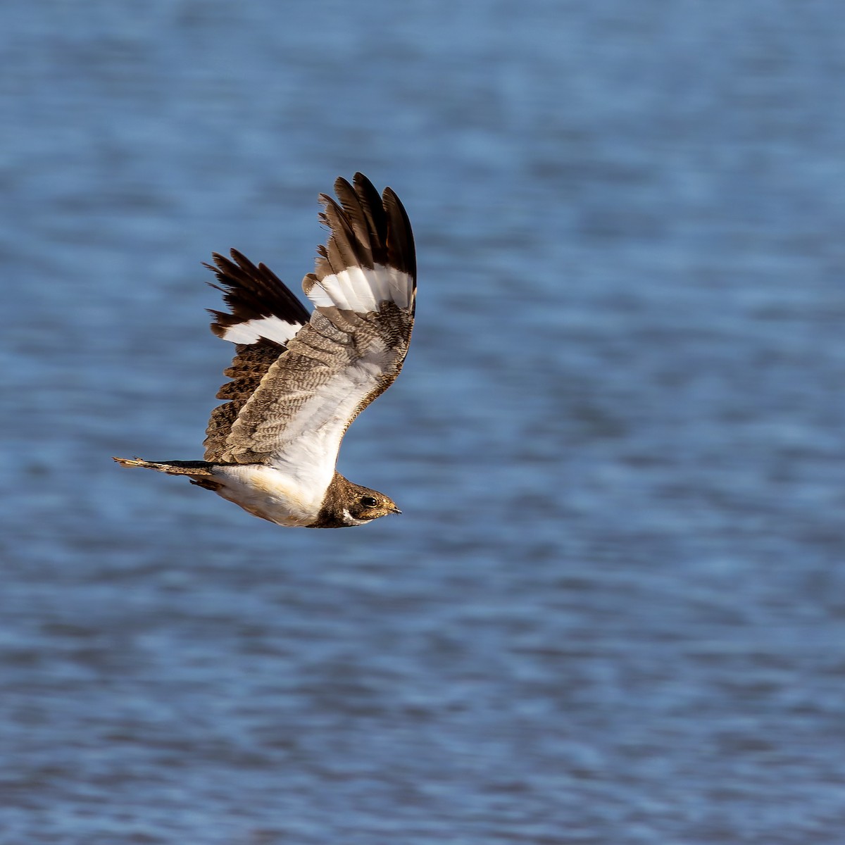 Nacunda Nighthawk - ML645968281