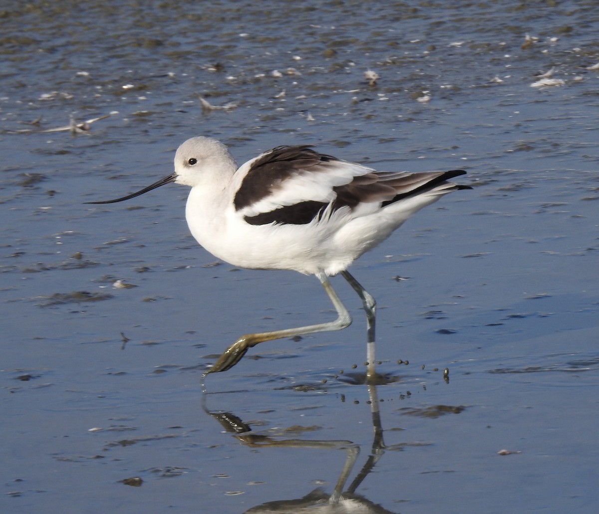 American Avocet - ML645968282