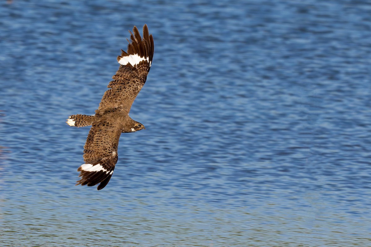 Nacunda Nighthawk - ML645968284