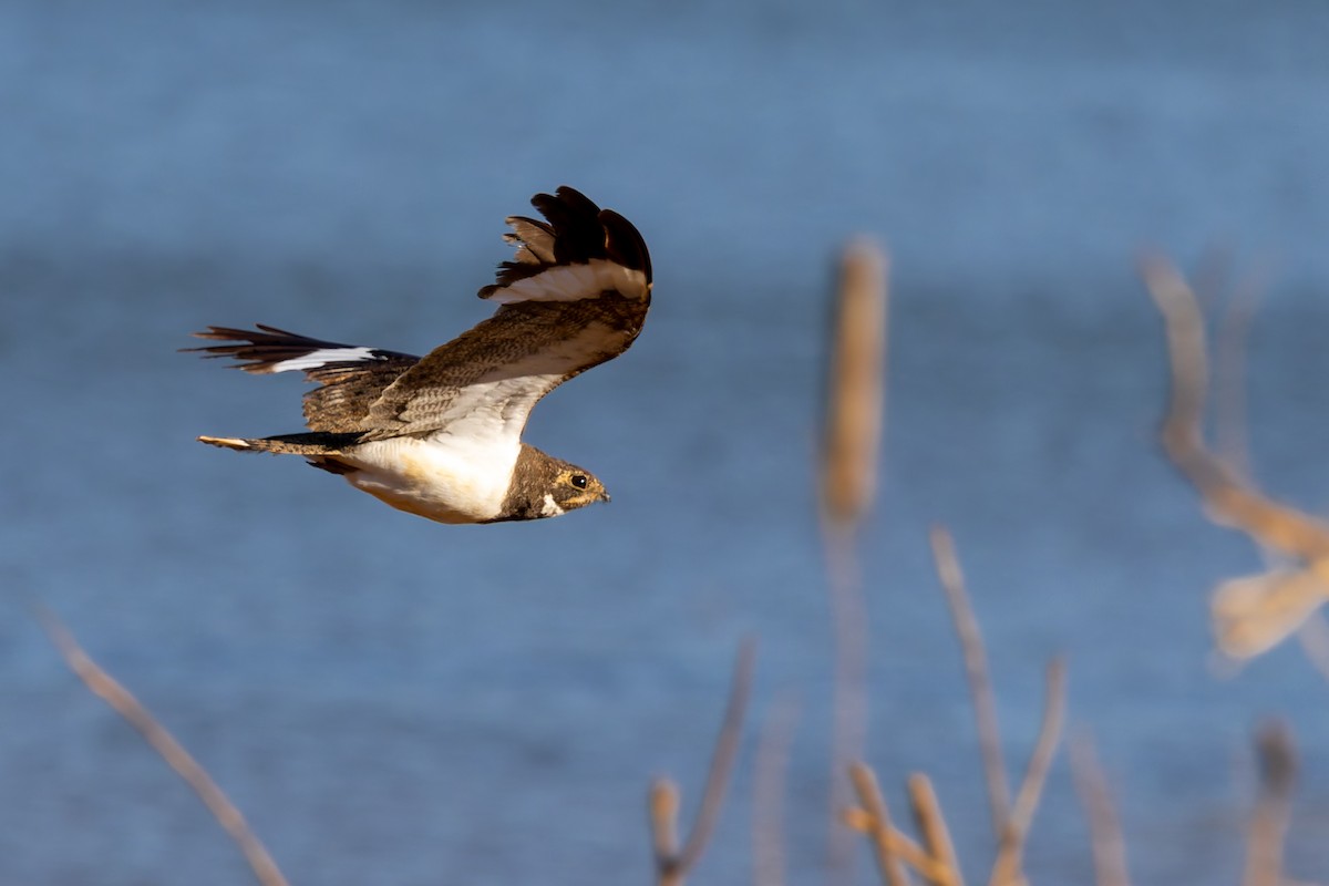 Nacunda Nighthawk - ML645968285