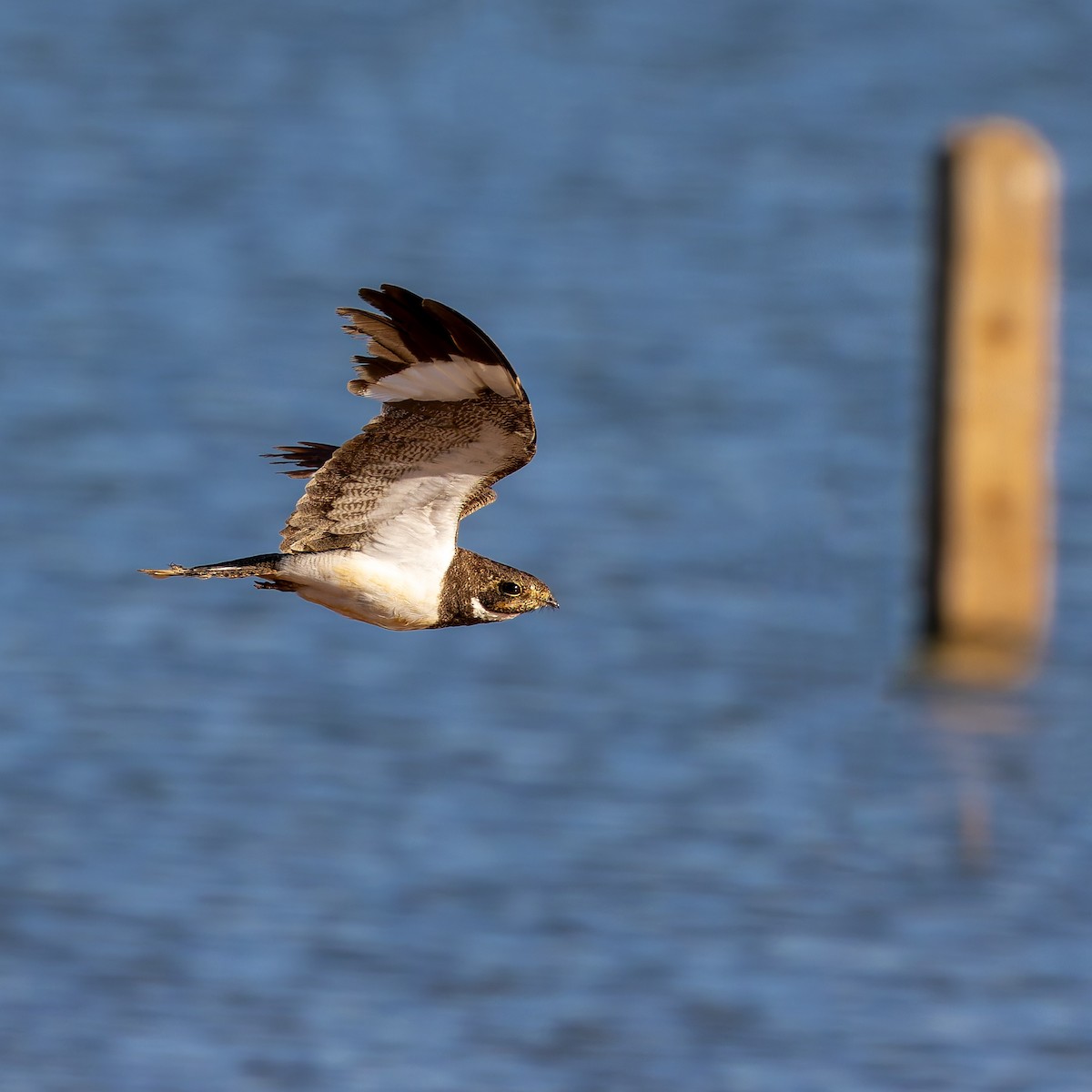 Nacunda Nighthawk - ML645968286