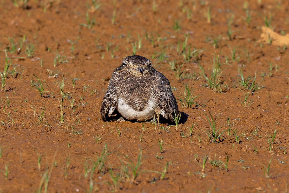 Nacunda Nighthawk - ML645968287