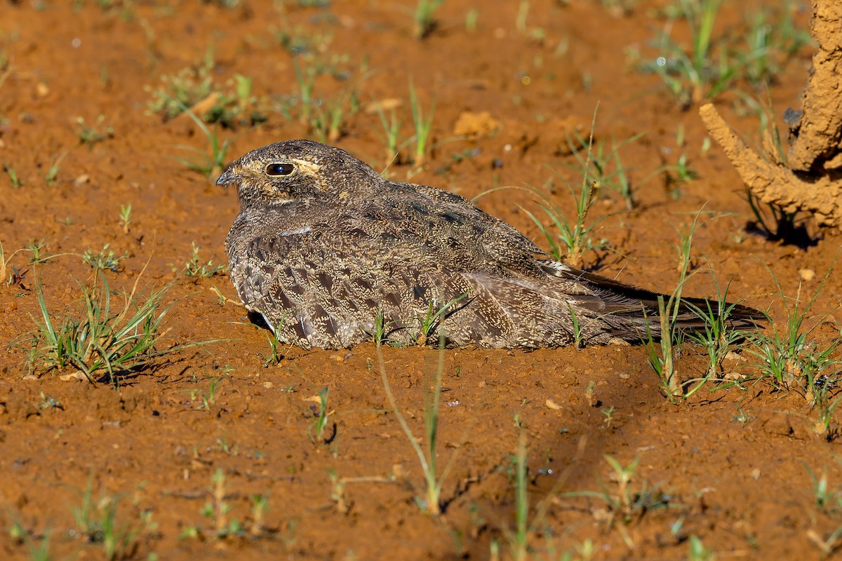 Nacunda Nighthawk - ML645968288