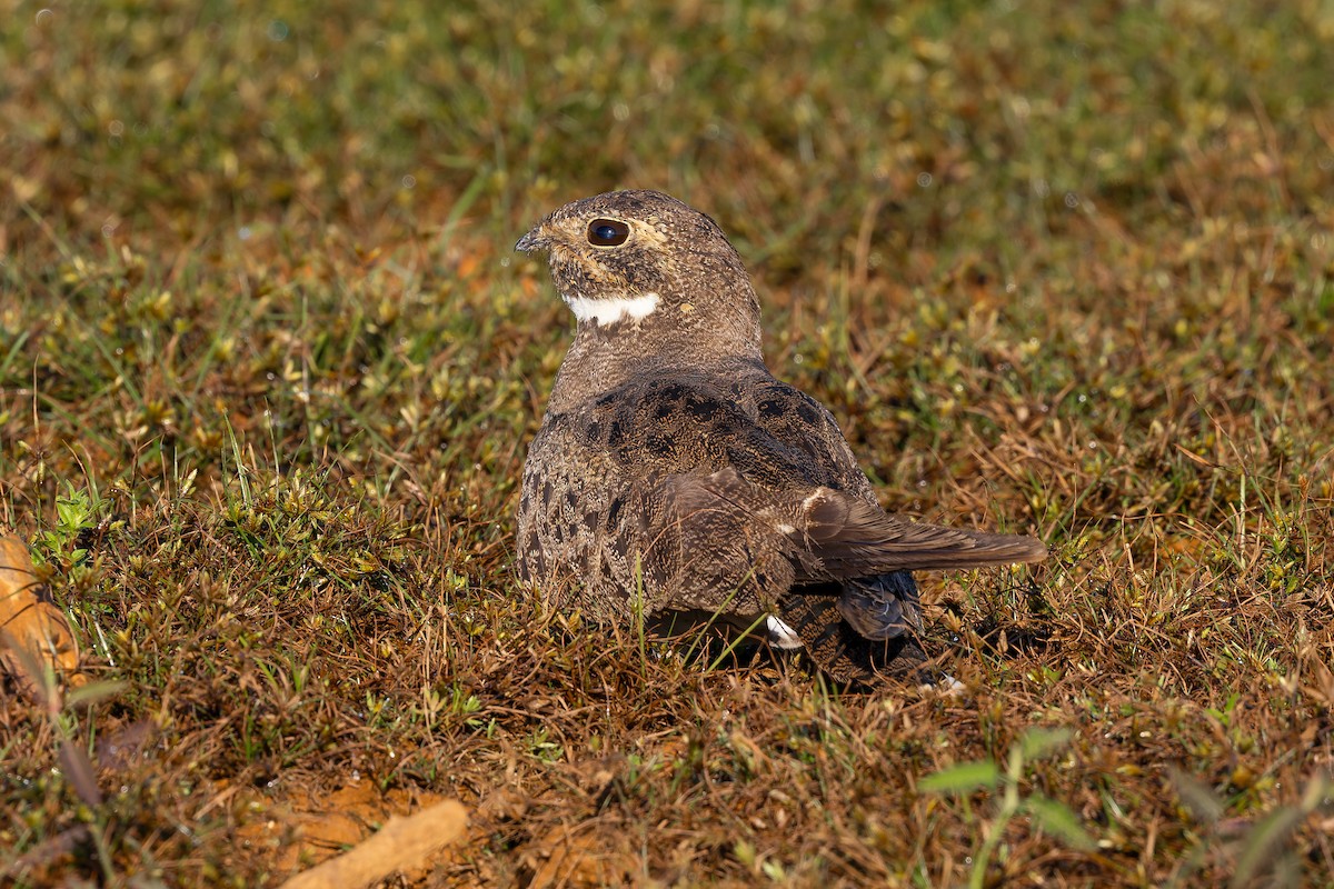 Nacunda Nighthawk - ML645968289