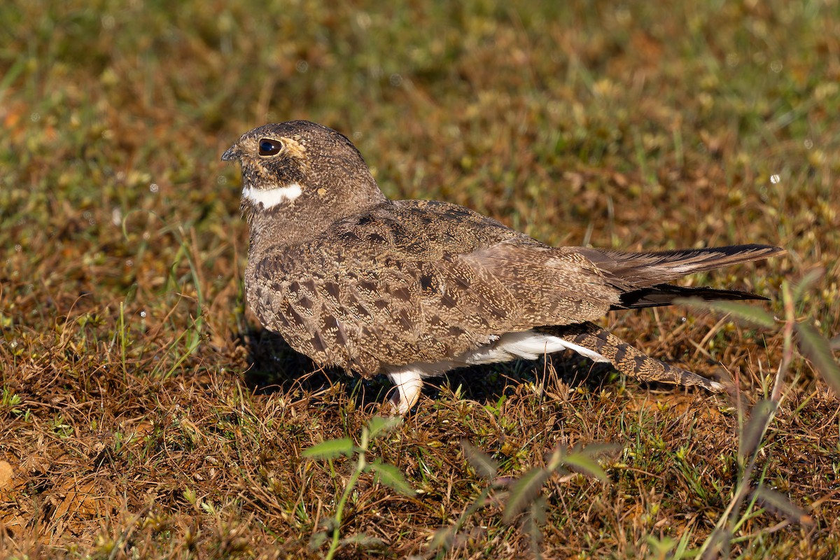 Nacunda Nighthawk - ML645968290