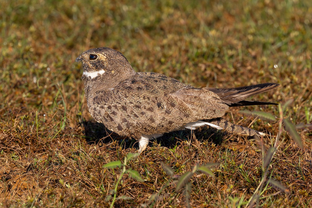 Nacunda Nighthawk - ML645968291