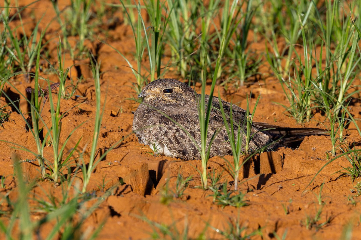 Nacunda Nighthawk - ML645968292