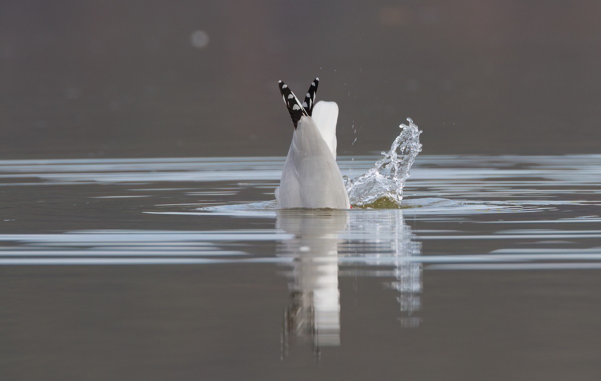 australmåke - ML645968293