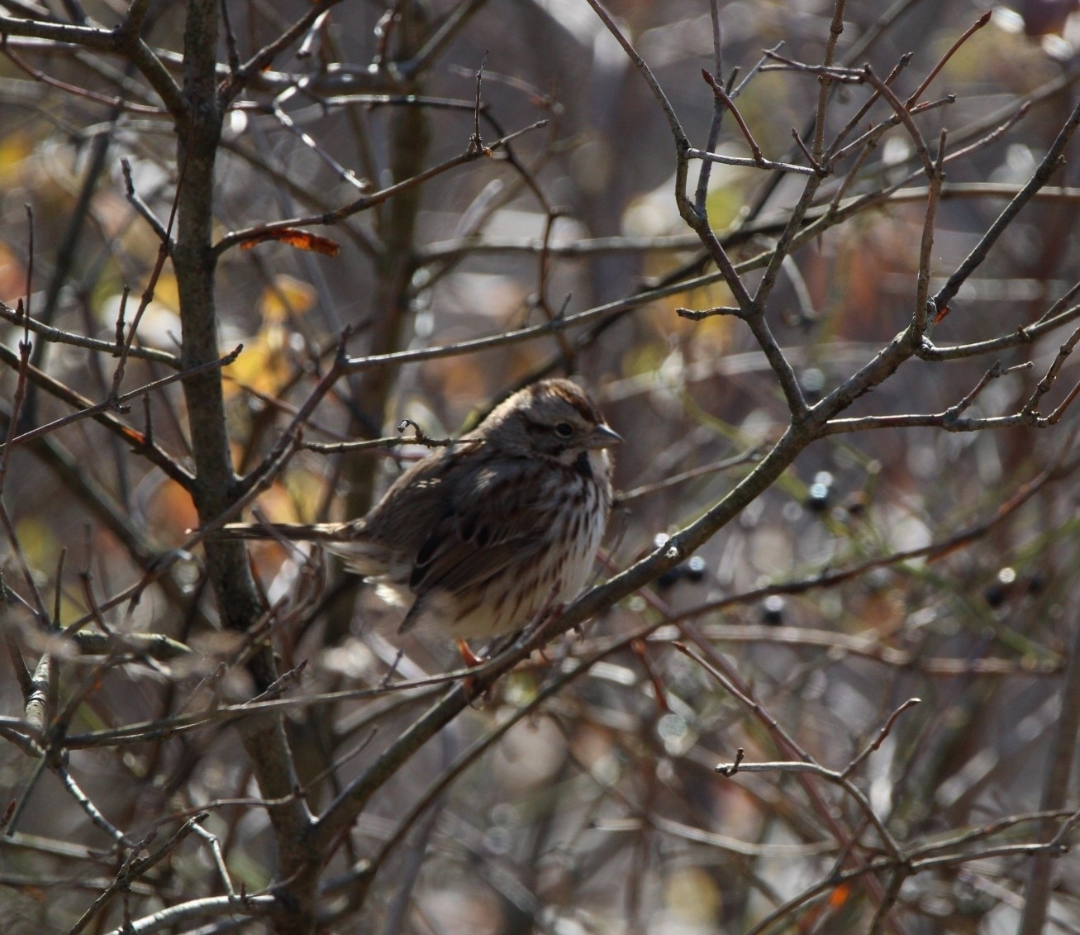 ウタスズメ - ML645968294