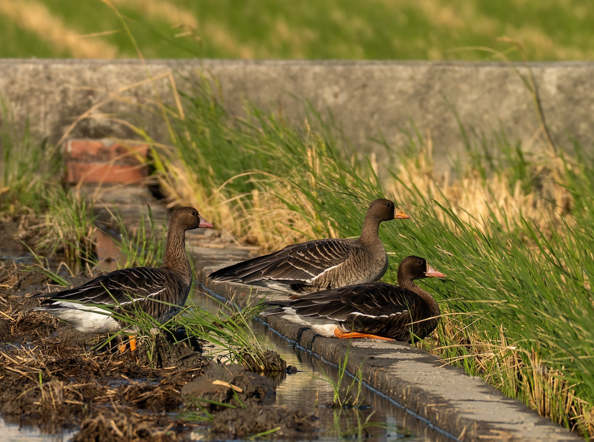 tundragås - ML645968299