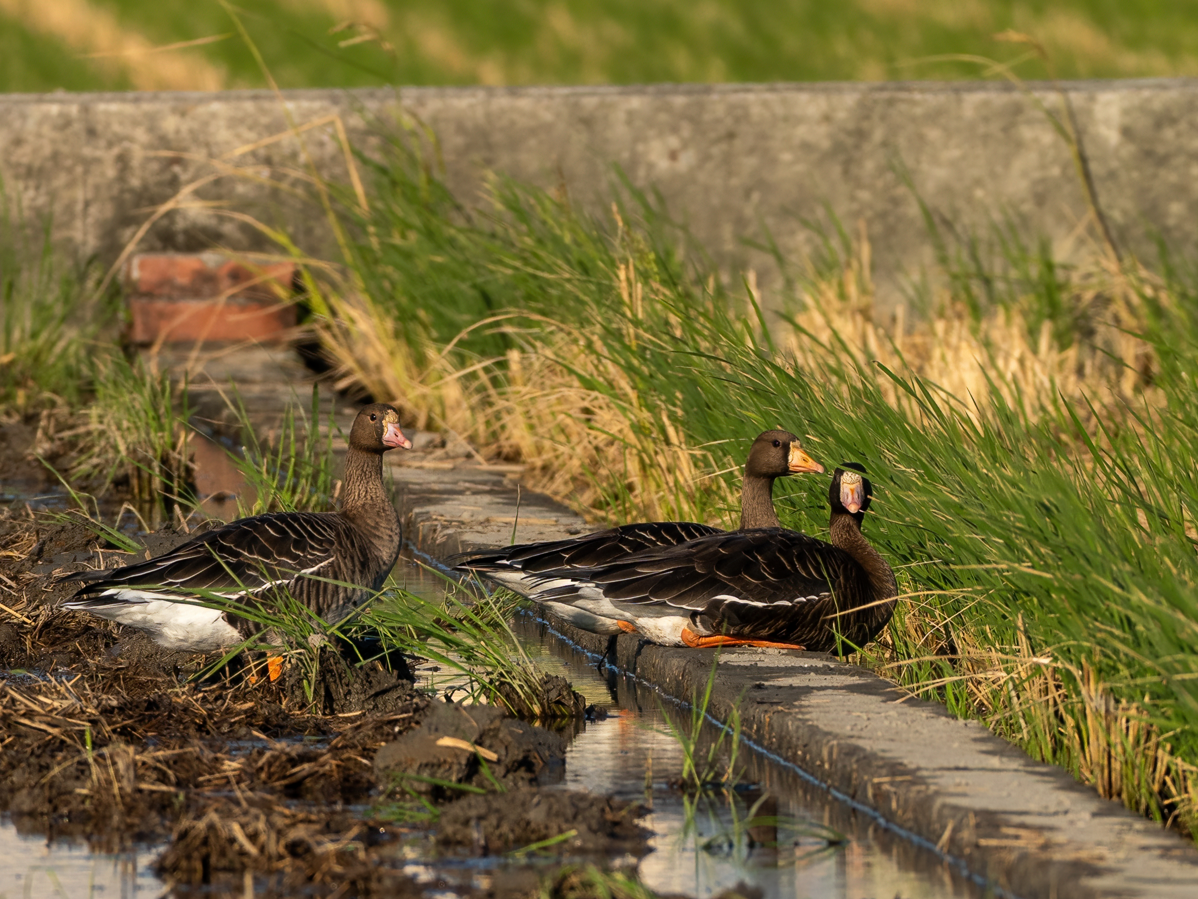 tundragås - ML645968300