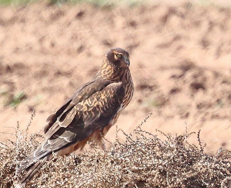 mørkmyrhauk - ML645968310