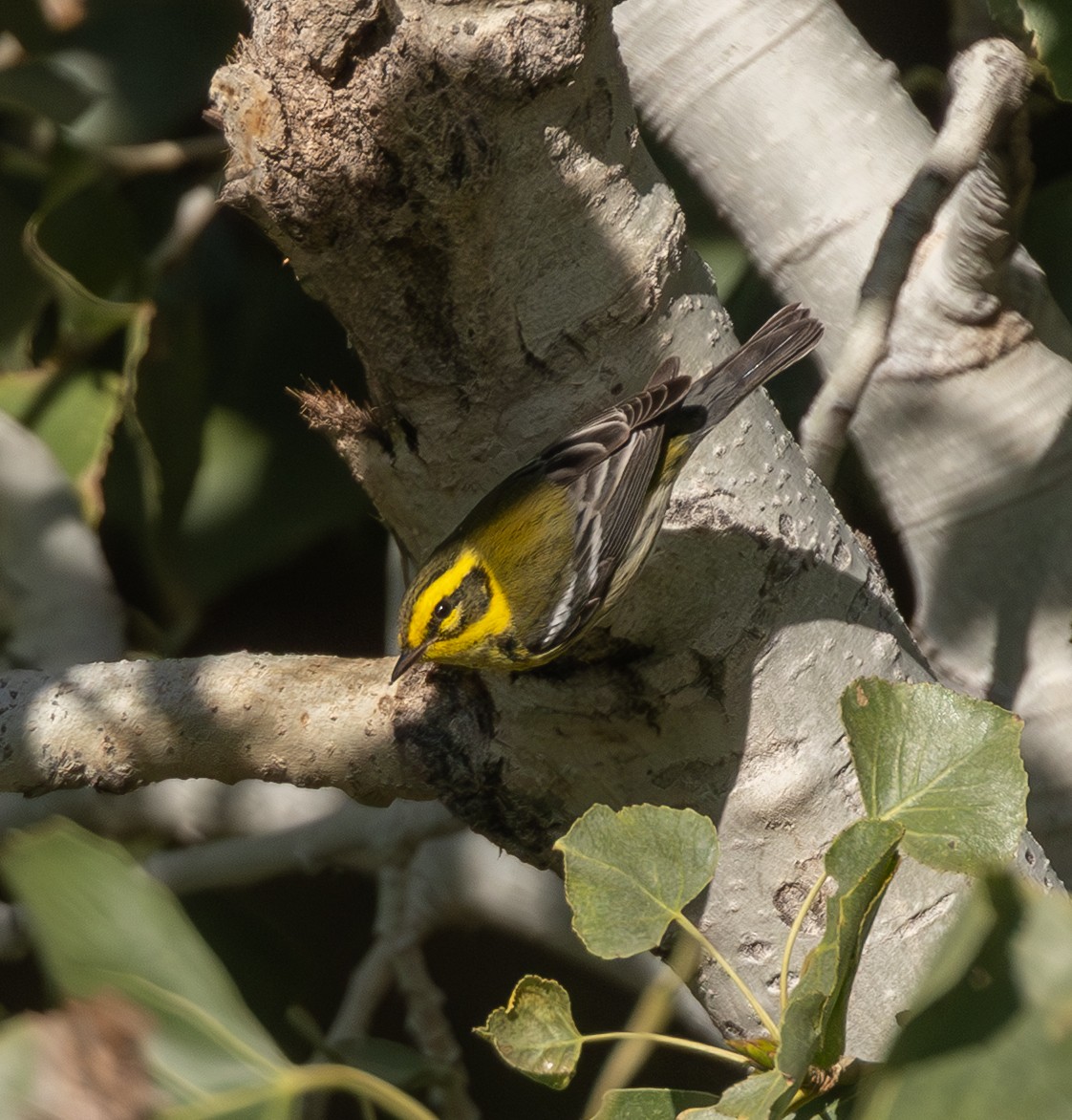 granparula - ML645968311