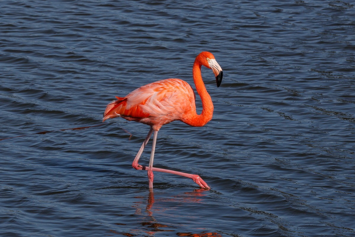 rødflamingo - ML645968312