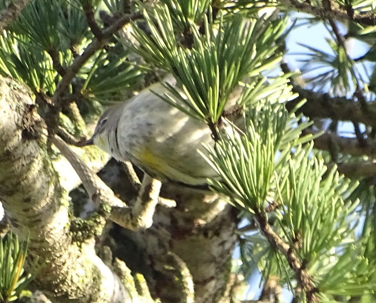 myrteparula - ML645968313