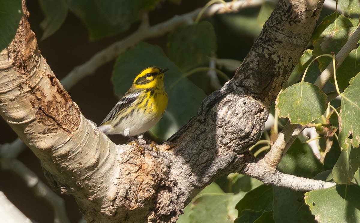 granparula - ML645968314