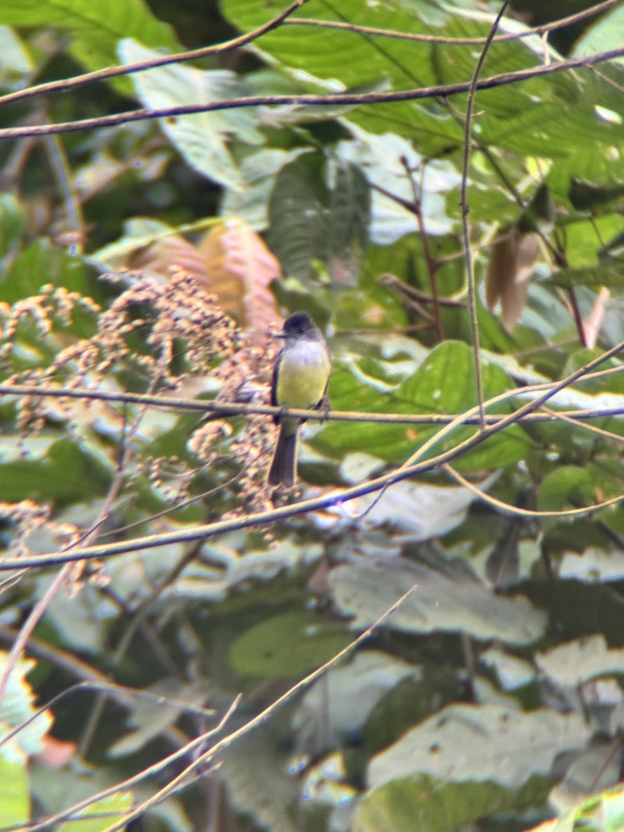 mørkhettetyrann - ML645968315