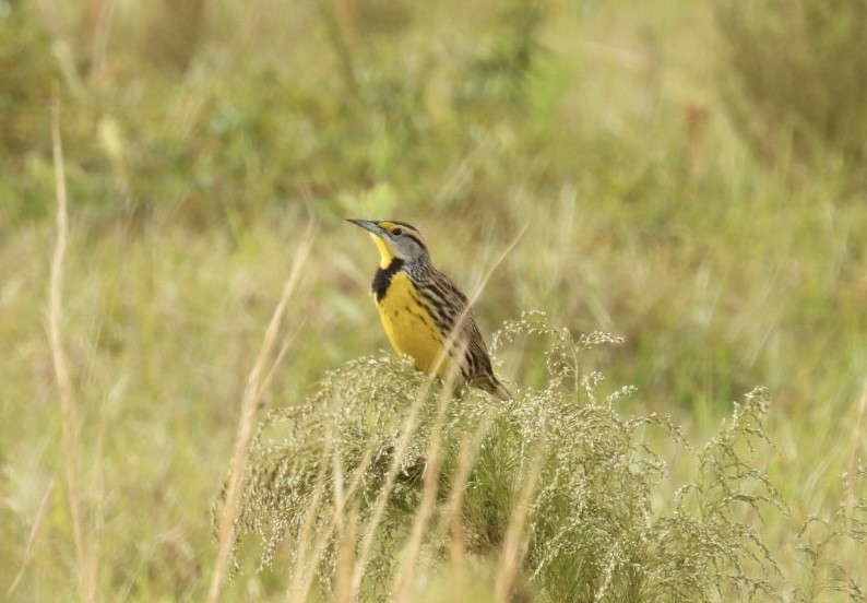 englerketrupial - ML645968317