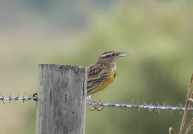 englerketrupial - ML645968318