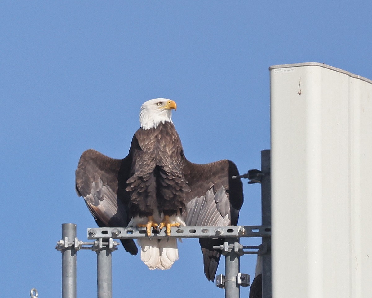 hvithodehavørn - ML645968319