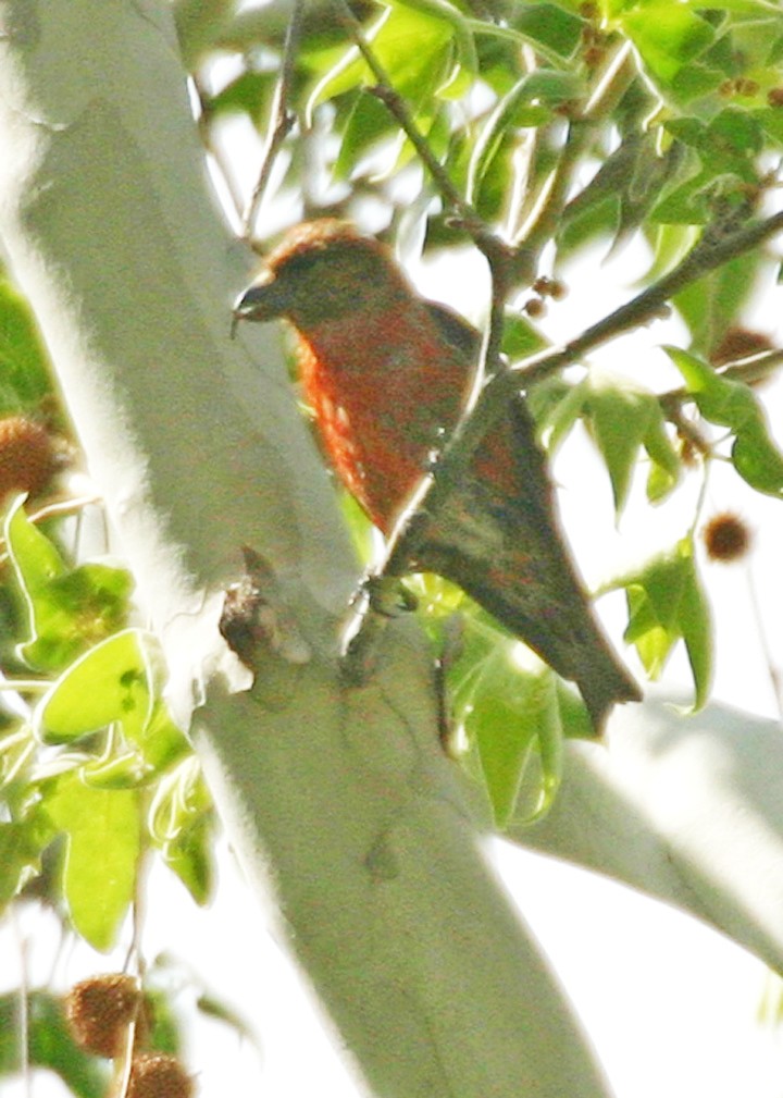 grankorsnebb - ML645968330