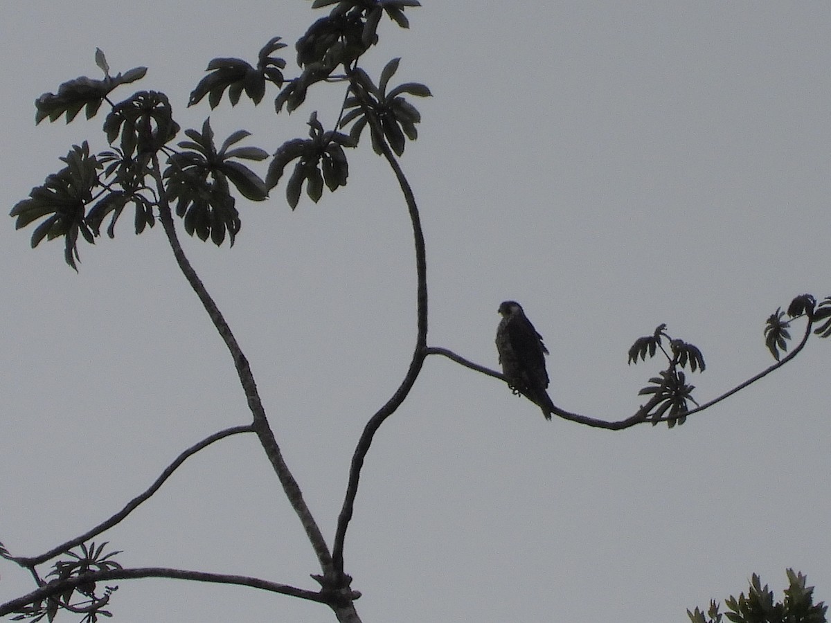 vandrefalk - ML645968331