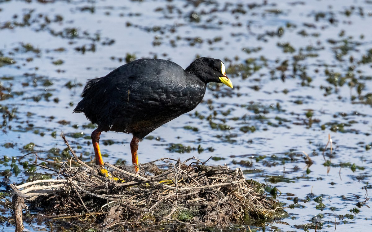 Red-gartered Coot - ML645968333