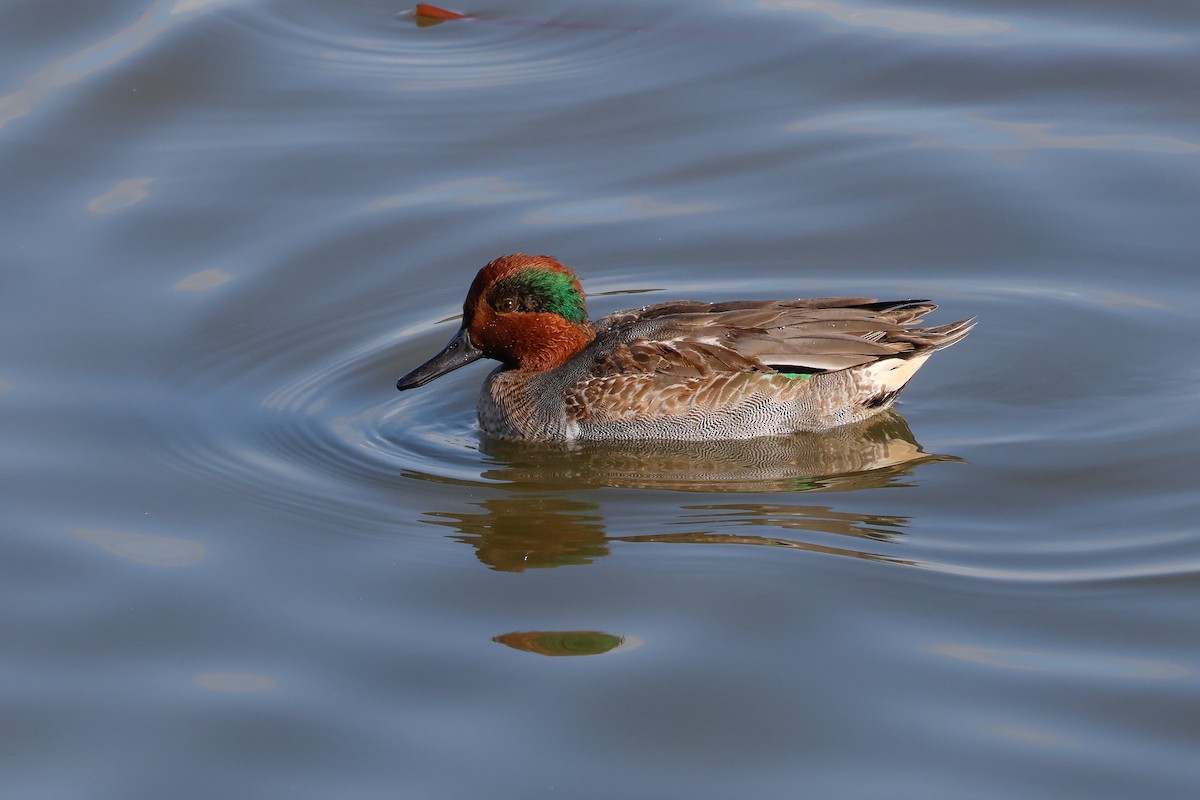 krikkand - ML645968335